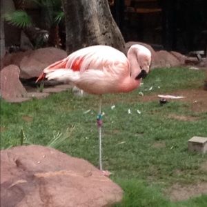 Meet your Posher, MC